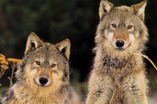 Blocs, apunts psicologics-conte dels dos llops