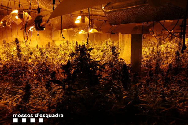 Marihuana Mataró 2020